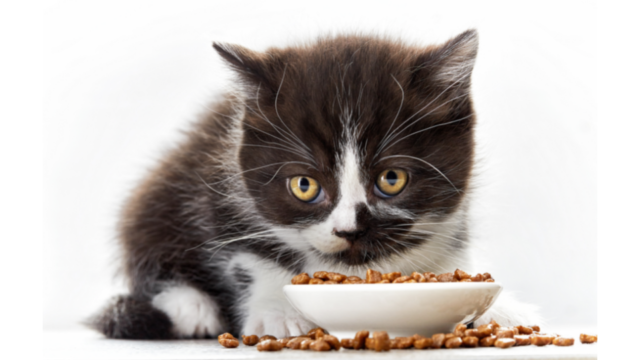 how often should I feed my cat dry food