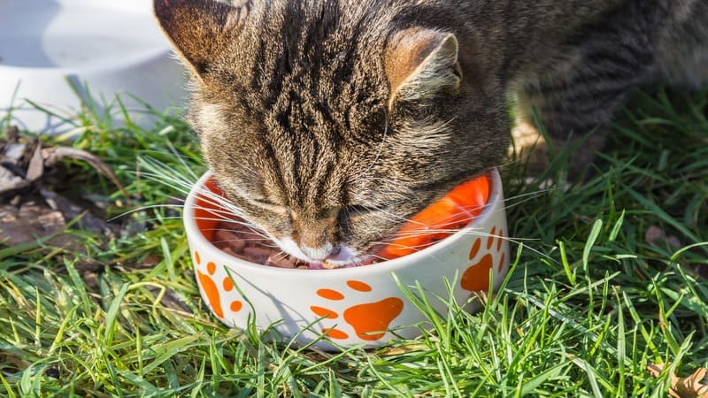 Best Food For Older Cats