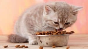 Best Dry Food for Cats