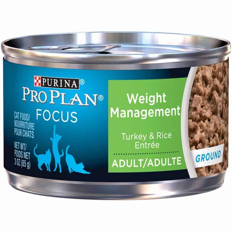 🥇Best Diet Cat Food For Overweight Cats in 2024