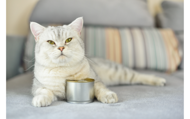 best canned cat food for senior cats