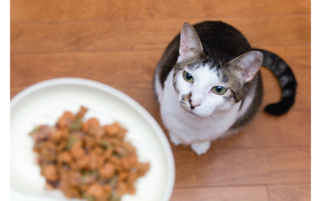 good food for senior cats