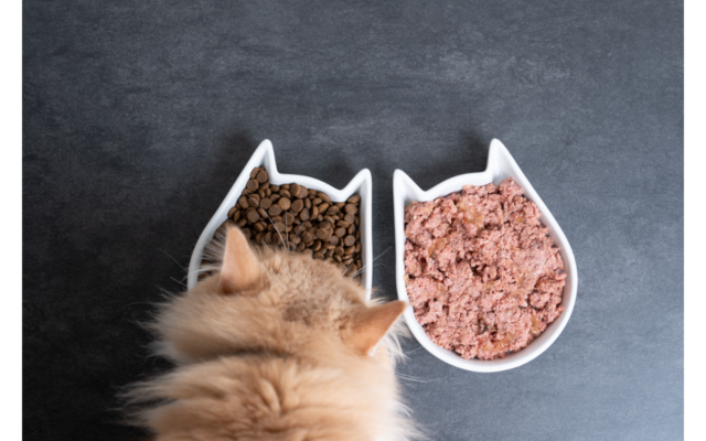 moisture content of senior cat food