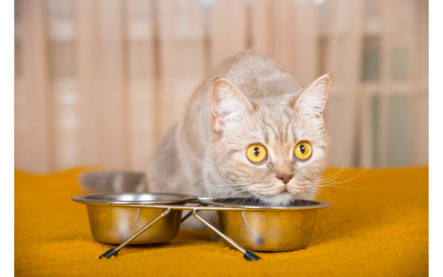 semi moist cat food for older cats