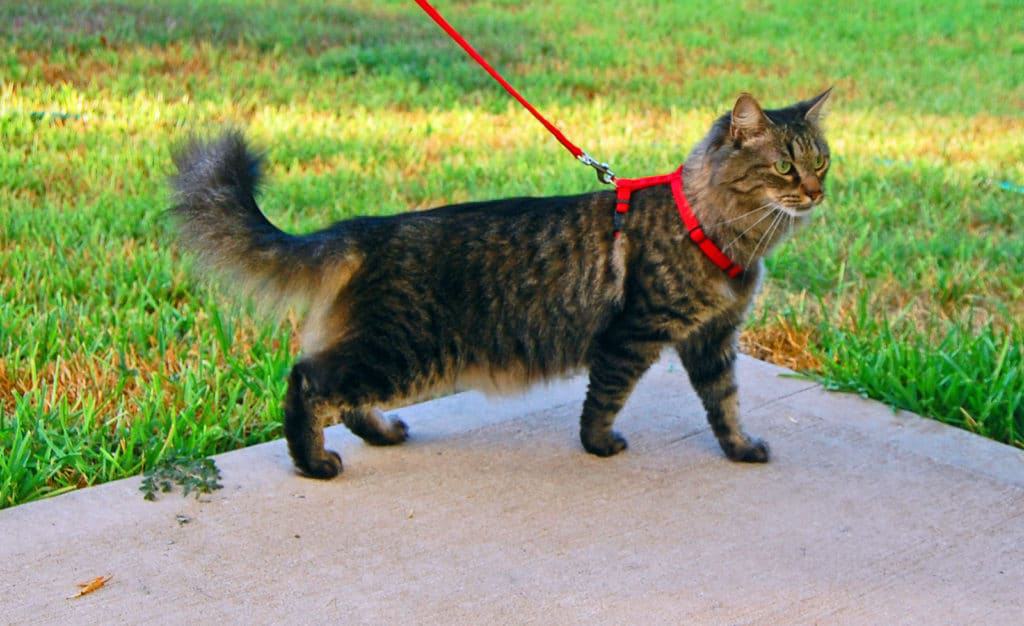 cat walking harness