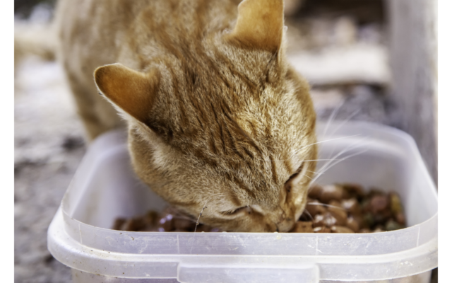 Semi-moist Cat Food