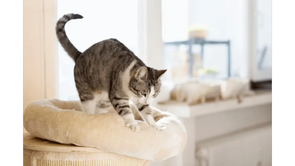 Why Does My Cat Knead Me But Not My Husband? Hidden Mysteries » Best