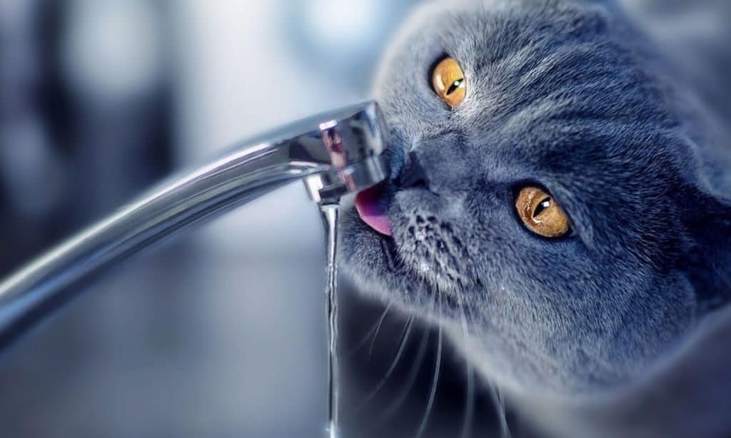 how to get my cat to drink more water