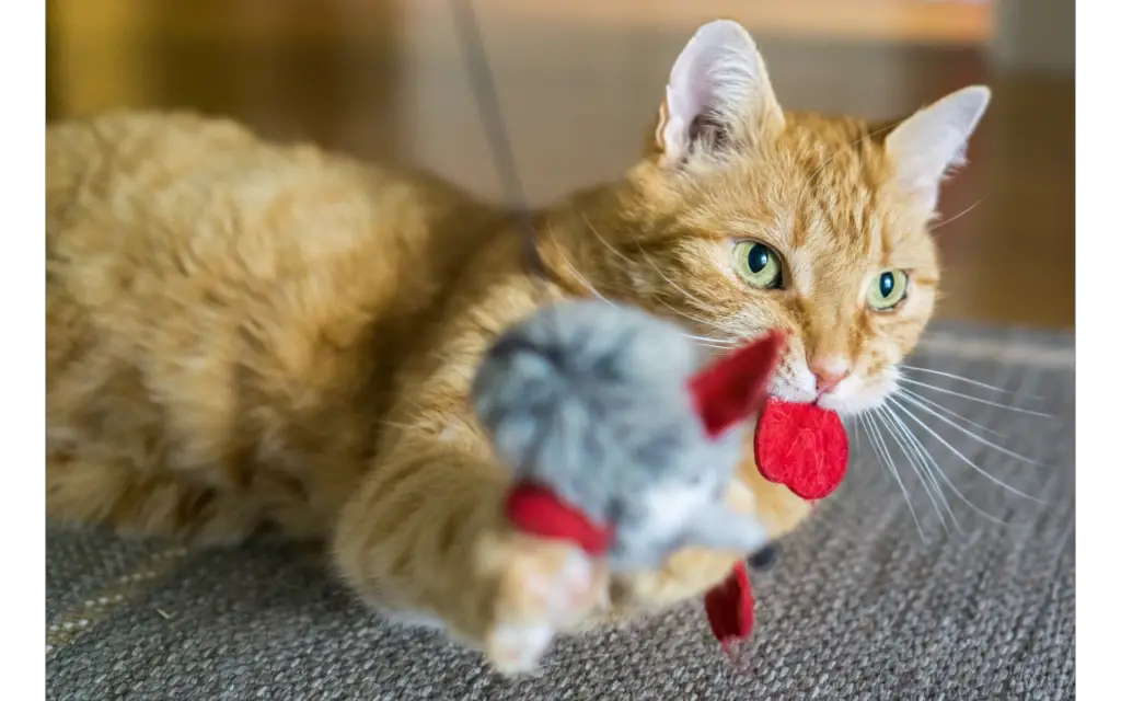 How To Play With A Cat A Guide To Enjoy With Her » Best Cat Food Reviews