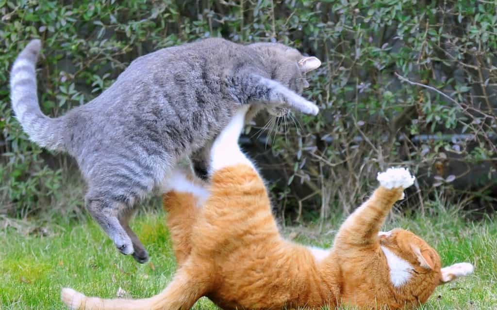 how to stop my cat from bullying my other cat?