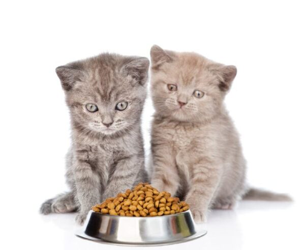 Best Dry Kitten Food Reviews