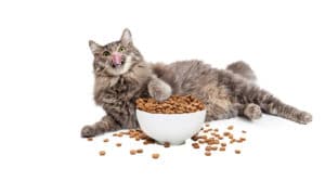 Best Limited Ingredient Cat Food Review