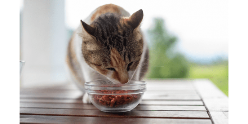 Best Cat Food For Urinary Tract Health