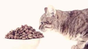best grain free cat food Reviews