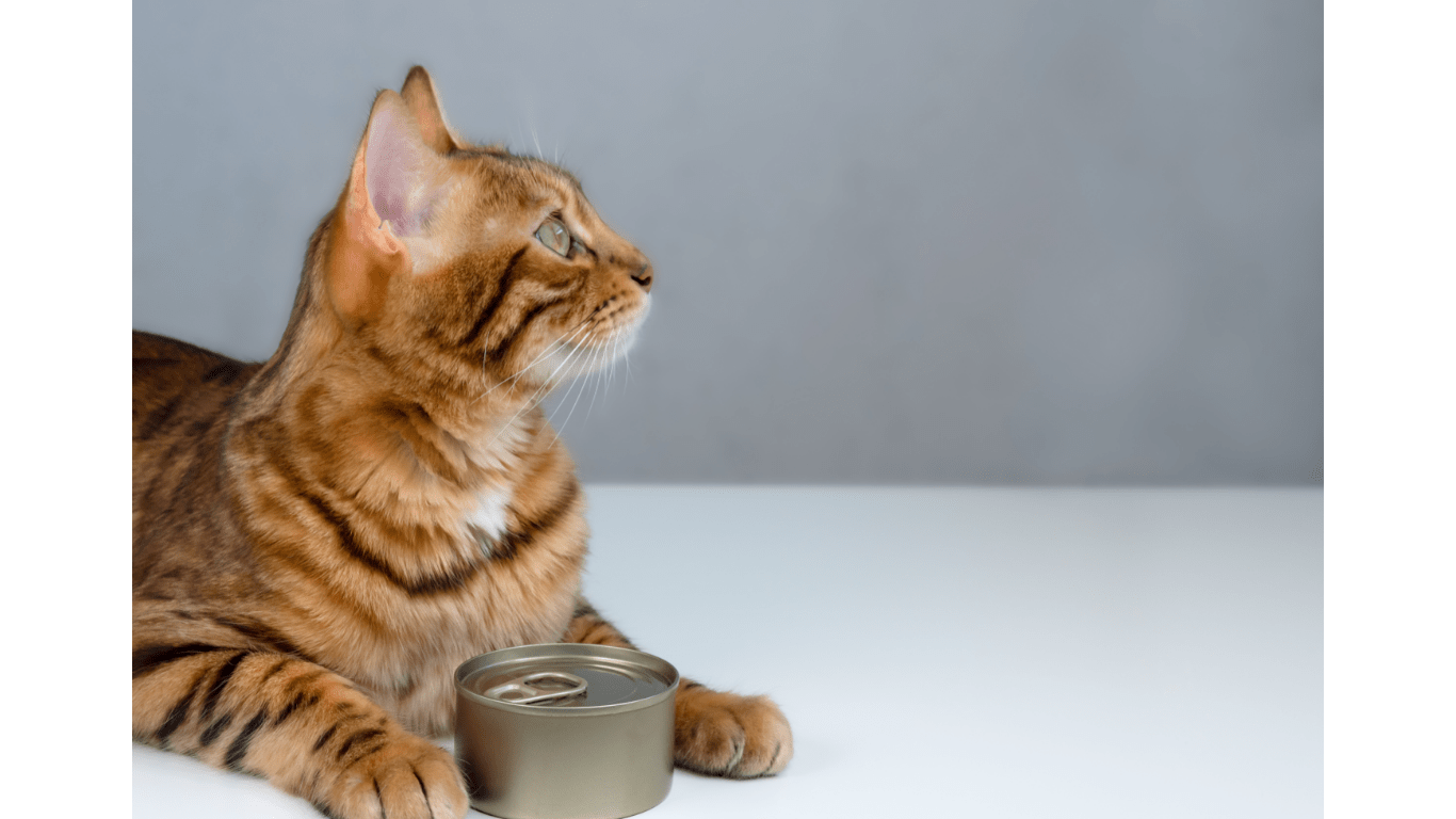 Best Seller Wet Cat Food on Amazon