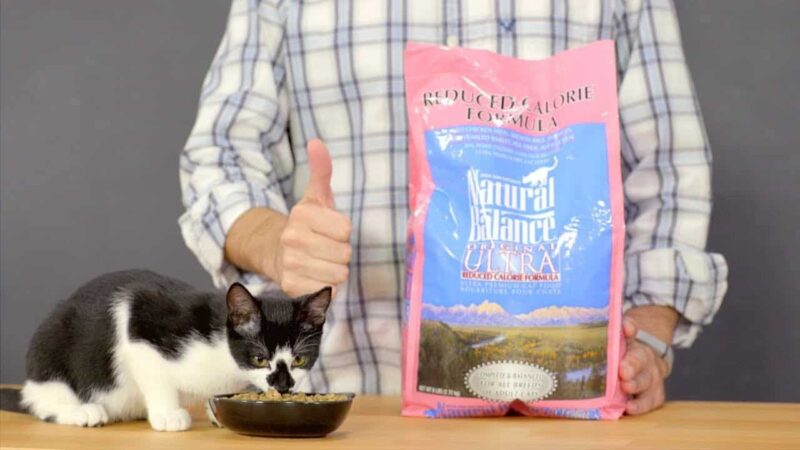 Natural Balance Cat Food Review