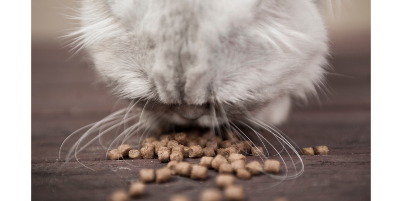 Best Cat Food with Taurine