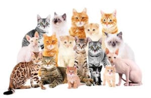 What Do You Call a Group of Cats