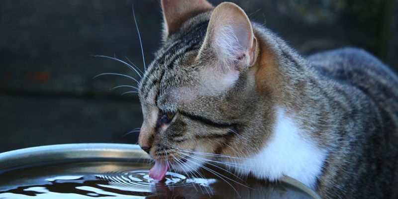 how long can a sick cat go without water