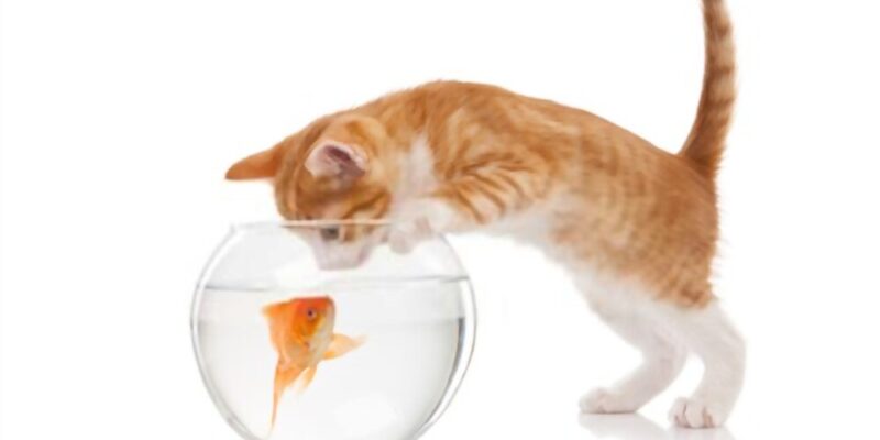 Why Do Cats Like Fish