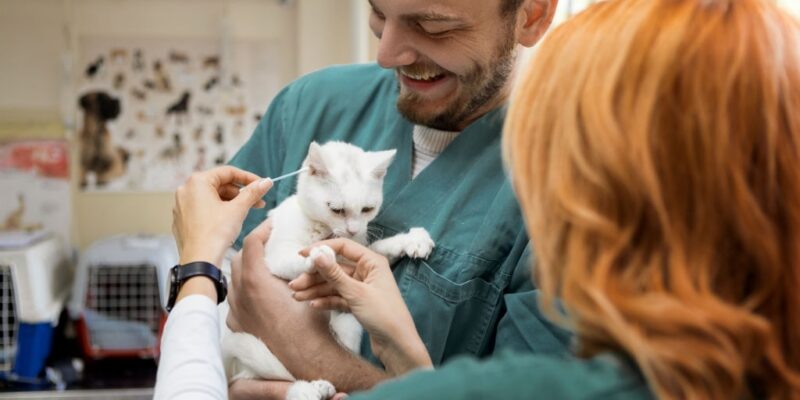 How to Treat Ear Mites in Cats