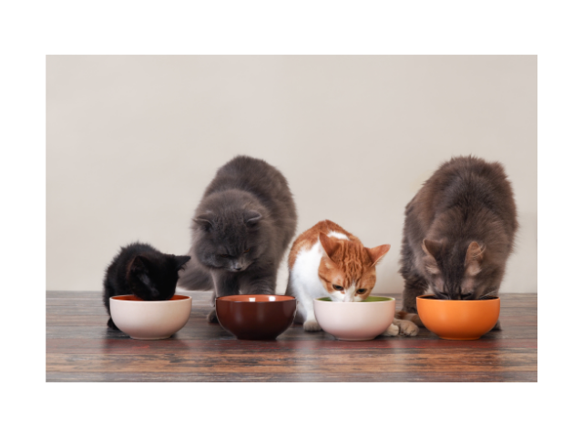 4 cats eating high quality cat food