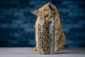 Best Dry Cat Food for Outdoor Cats