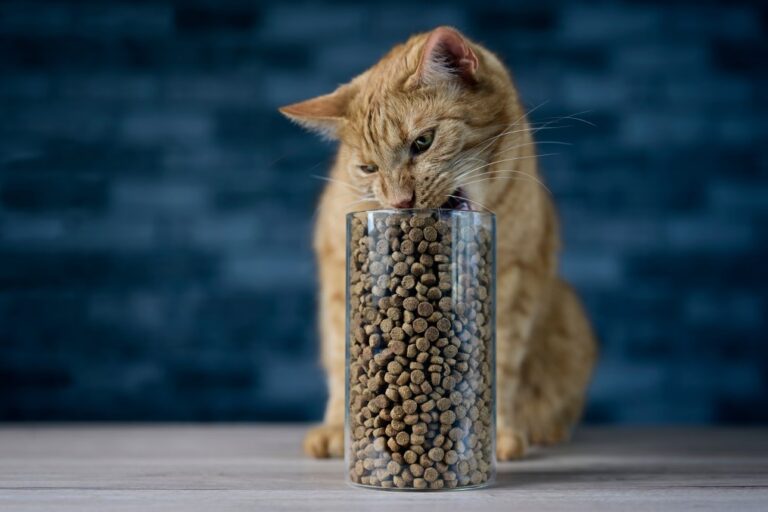 Best Cat Food Reviews » We Talk About Cat Food, Cat Health, Cat
