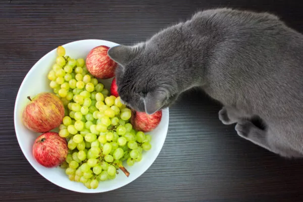 best diet for cats