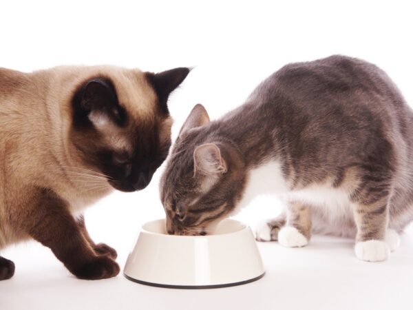 limited ingredient diet cat food