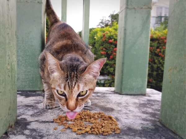 top dry cat food