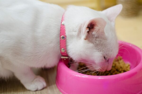 Best Cat Food for Digestive Problems