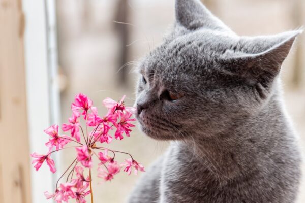 how much taurine do cats need