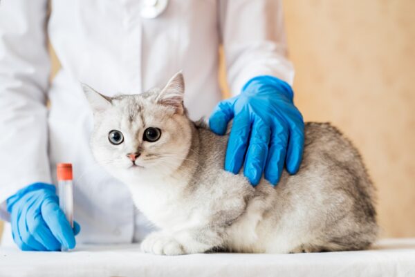 what do you need to take care of a cat