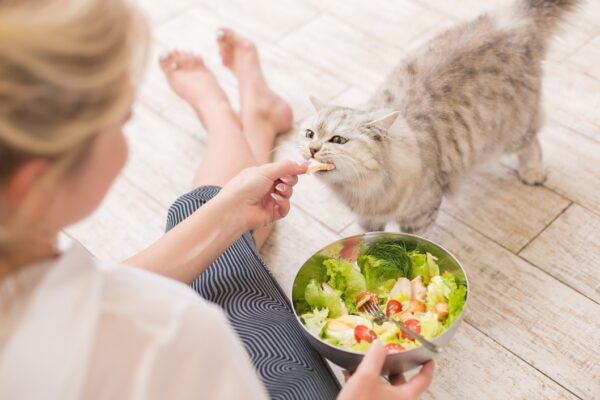 high fiber human foods for cats