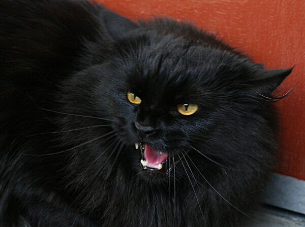 black cat hissing