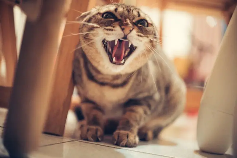 How To Stop A Cat From Hissing? » Best Cat Food Reviews