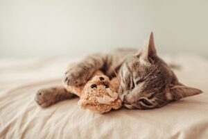 health benefits of having a cat