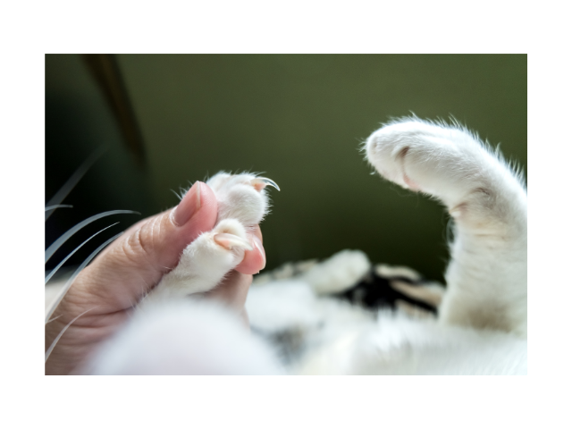 how often to trim cat nails
