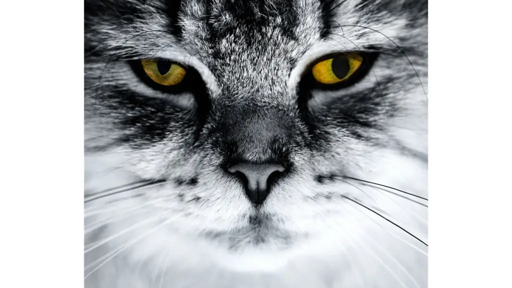 Uveitis in Cats Causes, Symptoms & Treatment