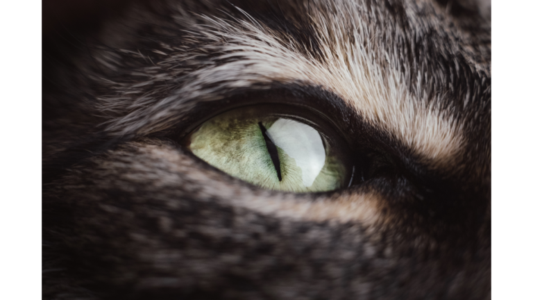 severe uveitis in cats