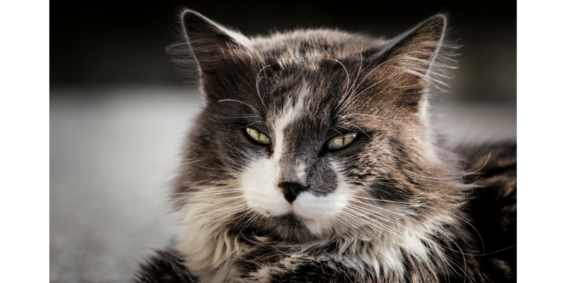 uveitis in cats
