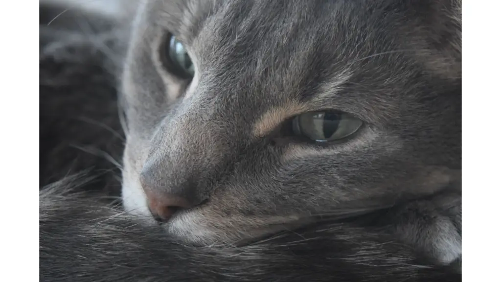 Uveitis in Cats Causes, Symptoms & Treatment