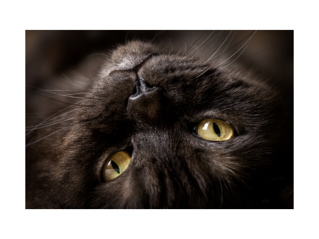 Tyrosine Deficiency in Cats: What Every Pet Owner Needs to Know » Best ...