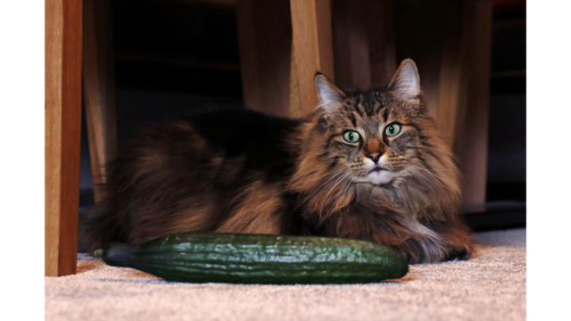 cats and cucumbers