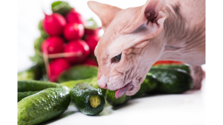 what is the deal with cats and cucumbers