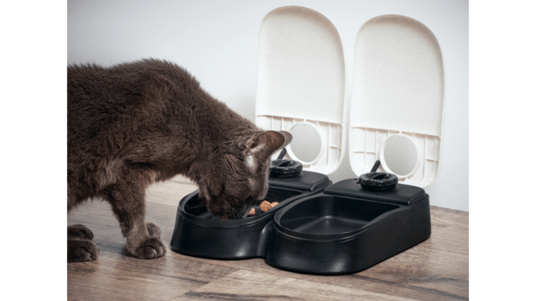 best automatic cat feeder