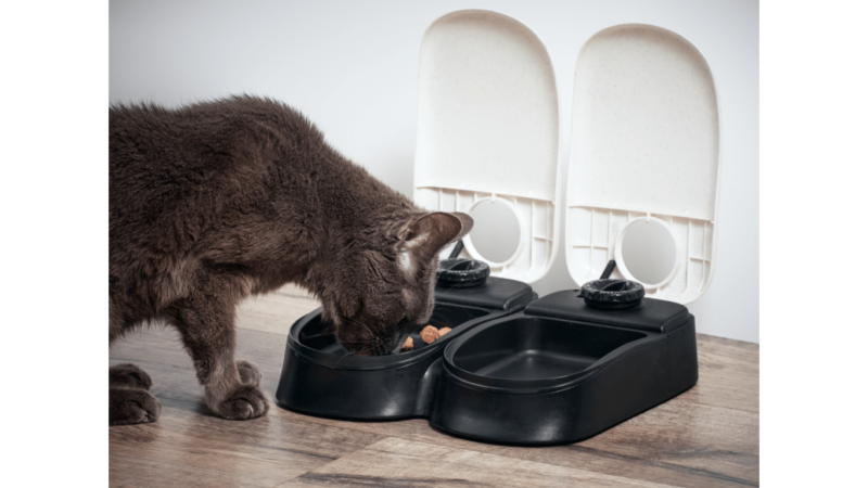 Top 10 Best Automatic Cat Feeders In 2024