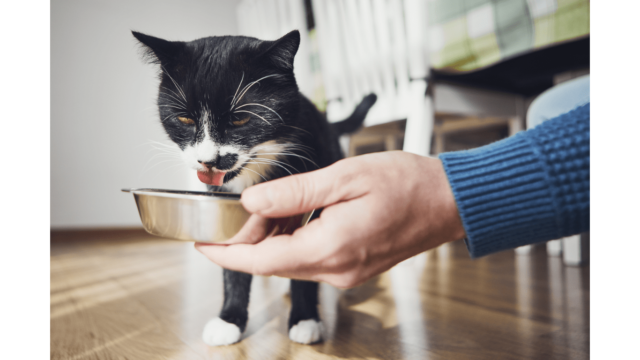 what is the best cat food for urinary tract infections