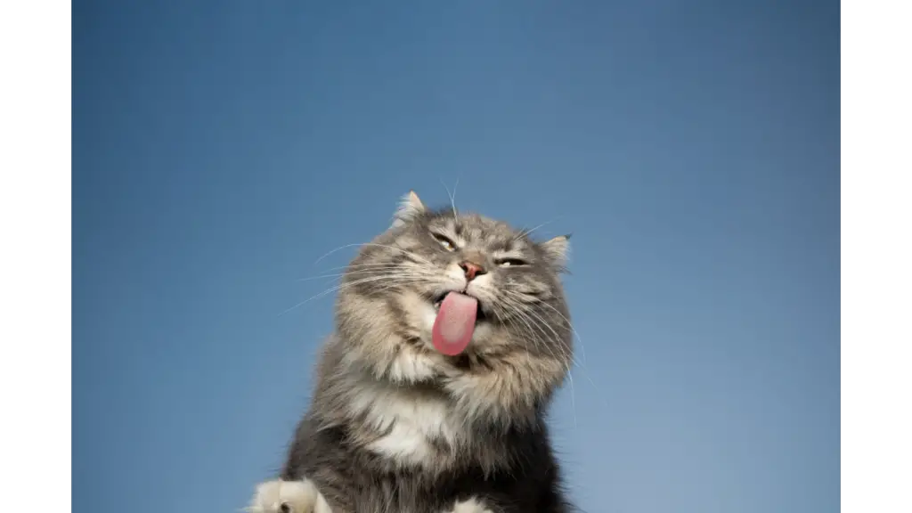 How To Get My Cat To Drink More Water